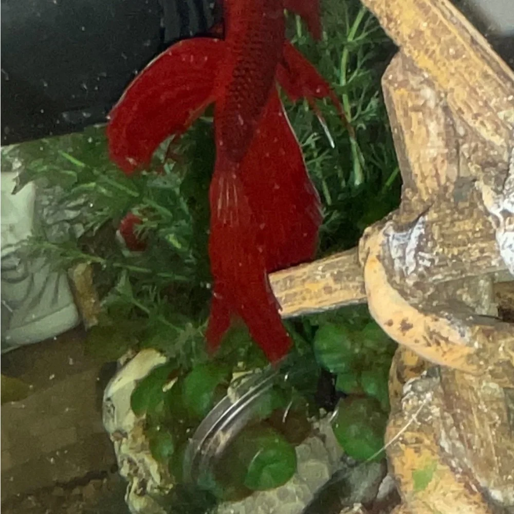 Fish tank